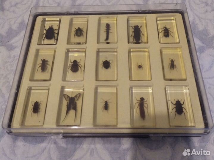 Насекомые жуки