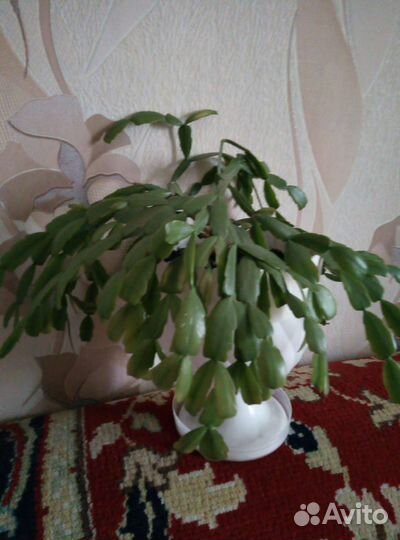 Декабрист