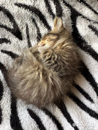 Котенок ищет дом
