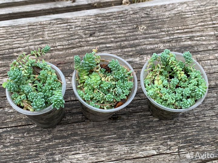 Sedum dasyphyllum major