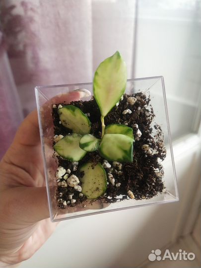 Хойя хешкелиана вариегатная