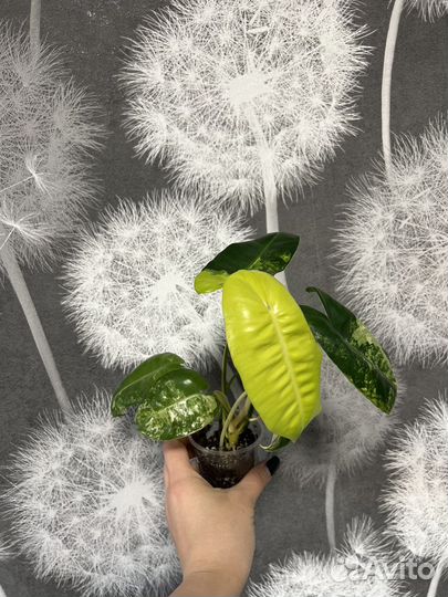 Филодендрон