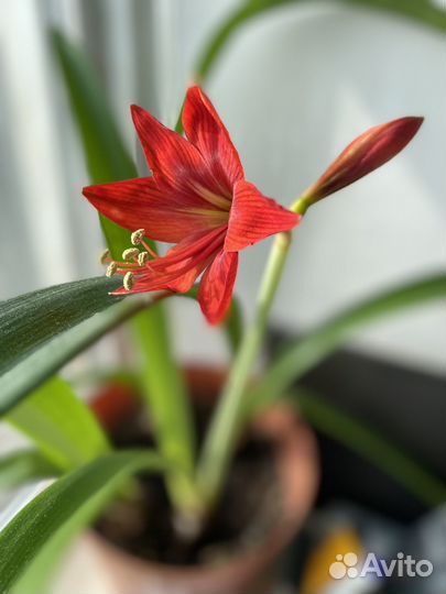 Амариллис красный
