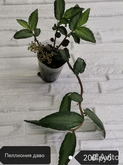 Пеллиония даво