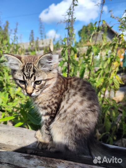 Котята в добрые руки бесплатно