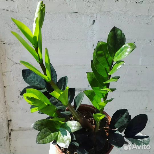 Замиокулькас чёрный. Равен. Долларовое дерево