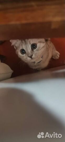 Шатланская кошка
