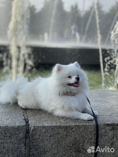 Вязка белого немецкого той шпица (померанского)