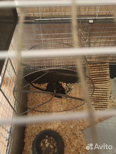 Белки дегу с клеткой