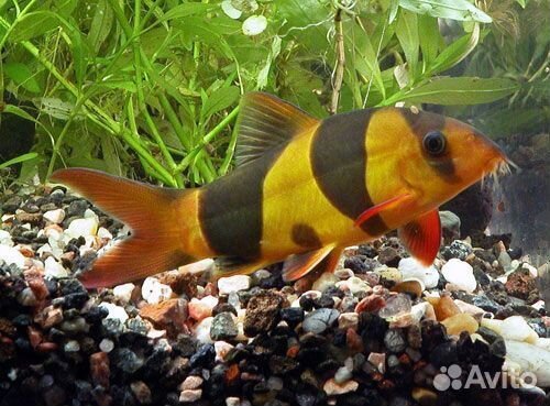 Рыбки боция клоун 7см