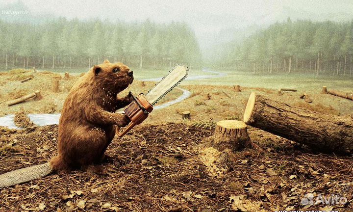 Спил деревьев