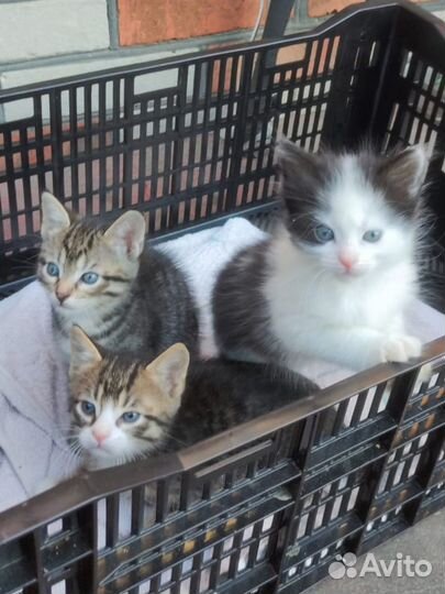 Котята в добрые руки