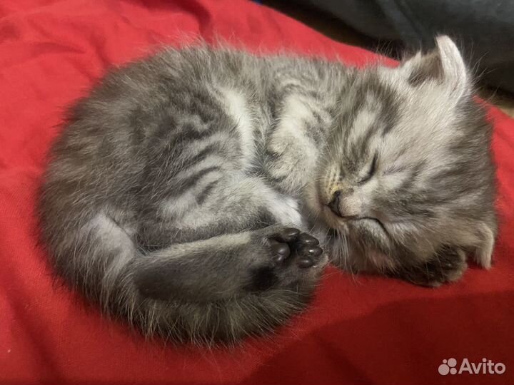 Котята вислоухие