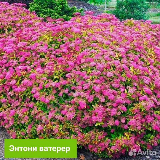 Спирея (разные сорта)