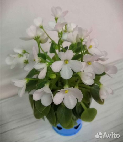 Фиалка Принцесса Лея