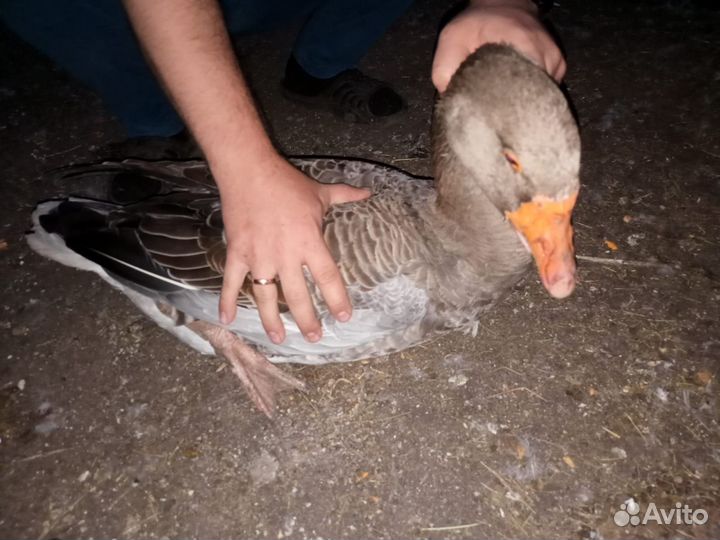 Крупные серые гуси