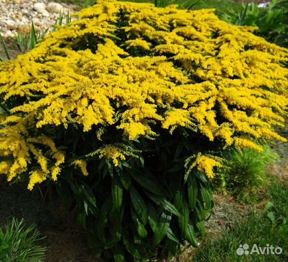 Садовые многолетники