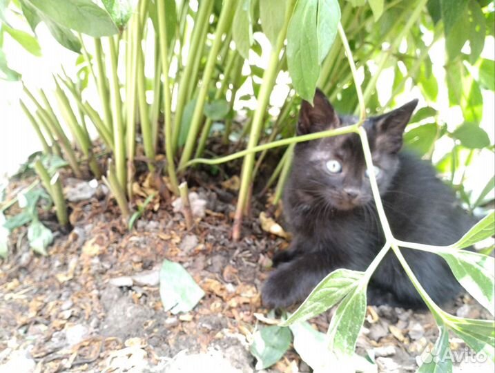 Котята бесплатно