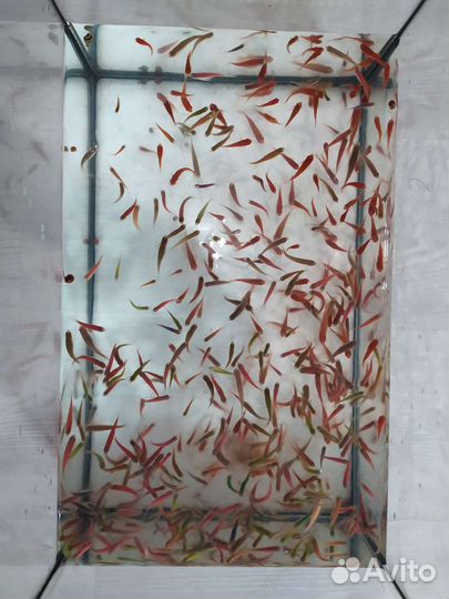 Данио Гло ; Меченосцы,Молинезии,Пецилии,Мох