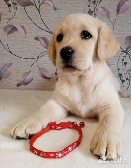 Щенки лабрадора