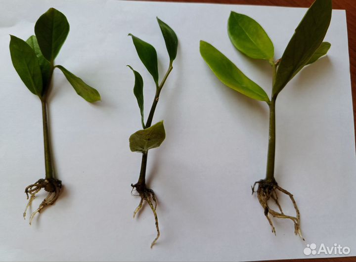 Замиокулькас