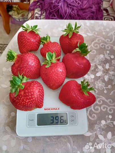 Рассада клубники Азия, Альба