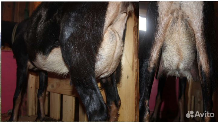 Козы дойные