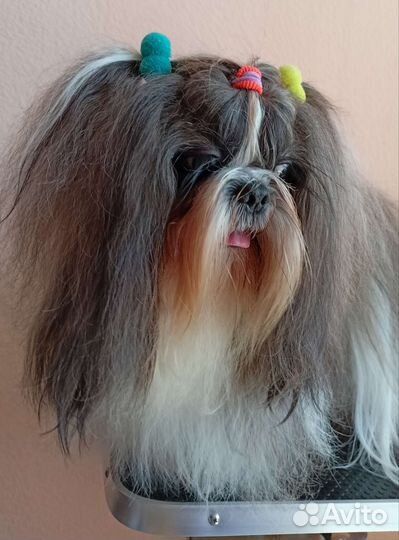 Стрижка собак и кошек