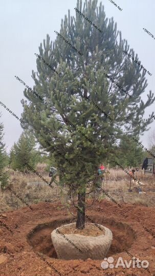 Ель сосна 3,4,5 метра премиум качество