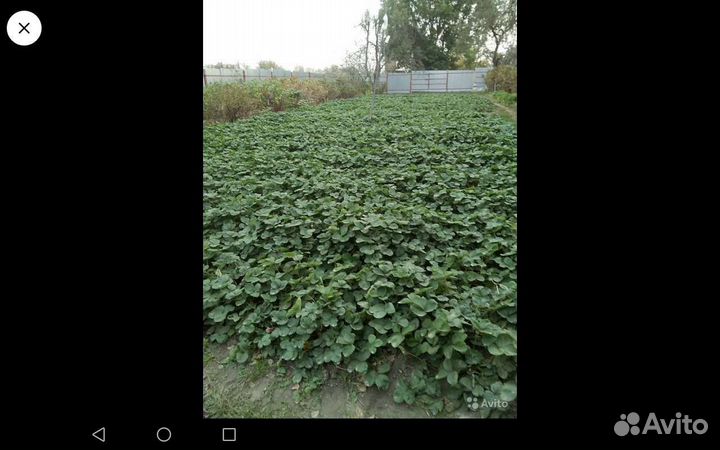 Усы клубники
