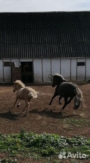 Шетлендский пони