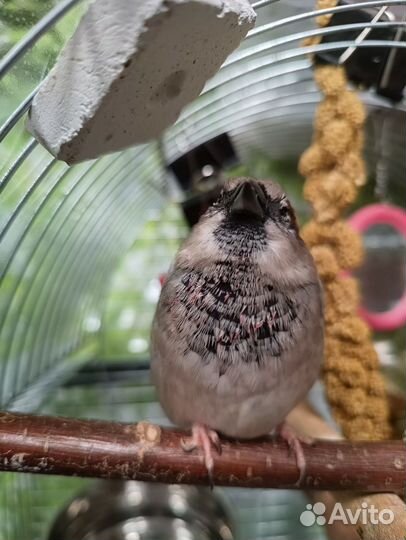 Ищет пару воробей