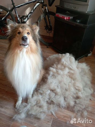 Стрижка собак и кошек с выездом, груминг с выездом