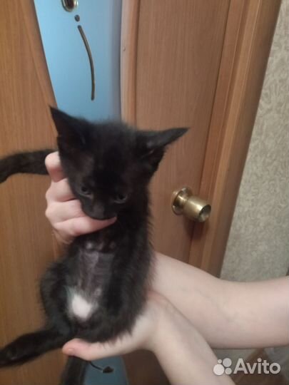 Котята сфинкс