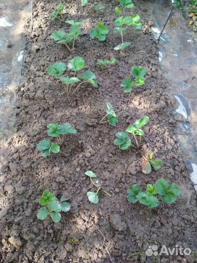 Клубничная рассада