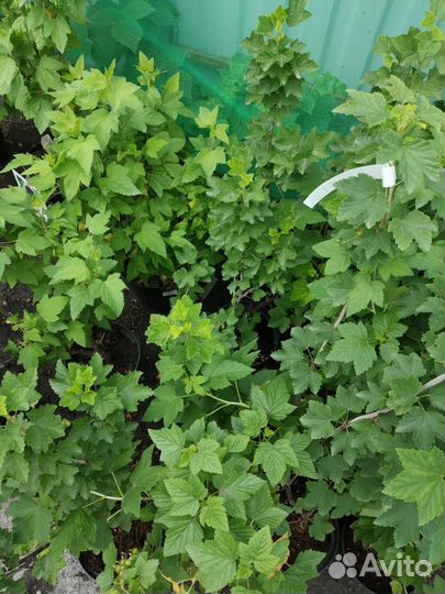 Саженцы смородины