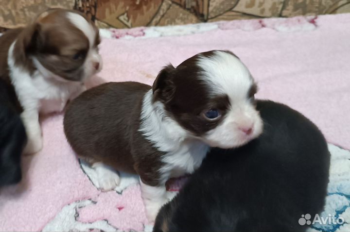 Чихуашечки