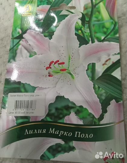 Луковицы лилий
