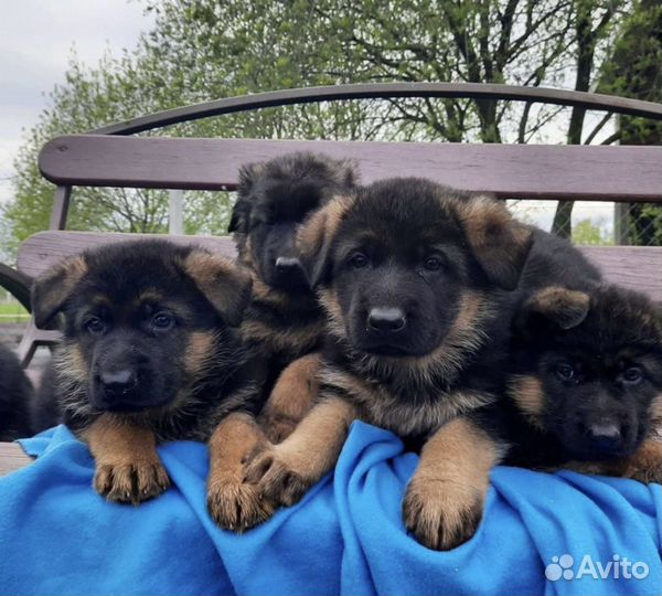 Немчата Элитных кровей