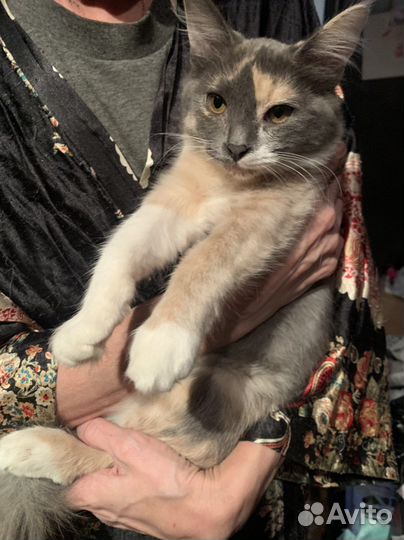 Котенок