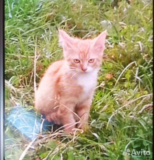 Котята в добрые руки даром