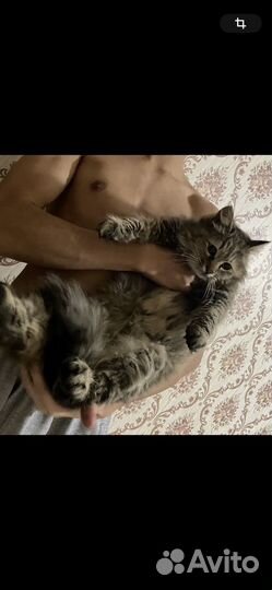 Кошка мейкун
