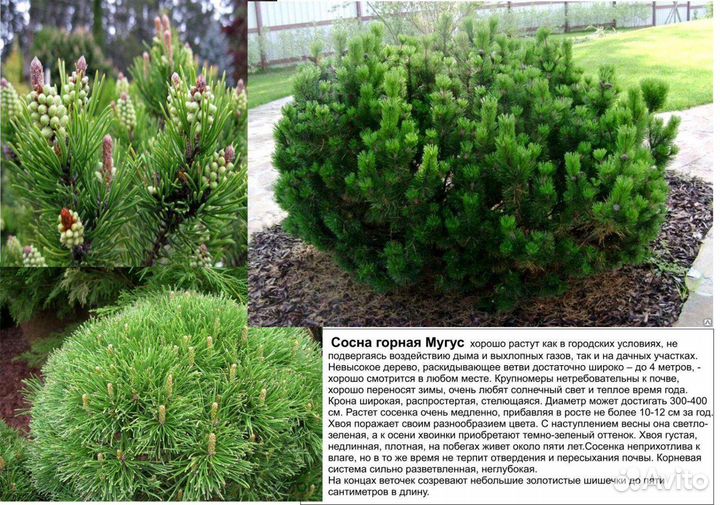 Хвойные:туя, можжевельники, сосны горные, ели