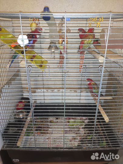 Попугай розелла