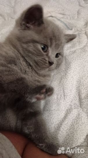Британские котята