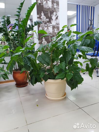 Замиокулькас