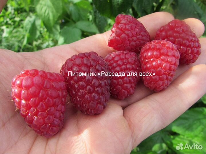 Cаженцы малины. Питомник. Гарантия сортности