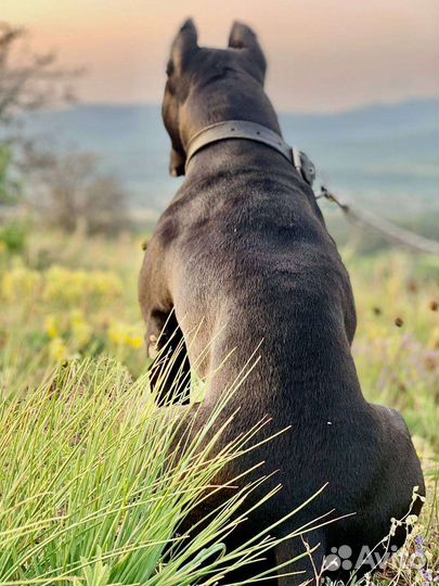 Вязка питбуль