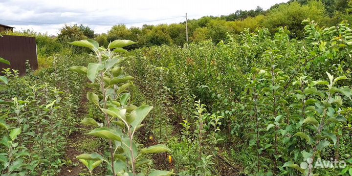 Саженцы плодово ягодных культур и декоративных роз