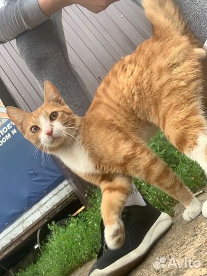 Котик Лучик лешают бубенцов